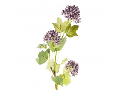 KW/NATU/93/FIOL FIOL 842