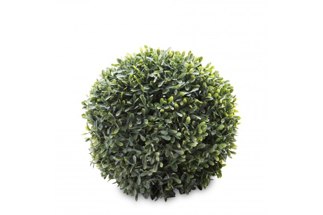 Pl Kula Bukszpanowa Iicz.