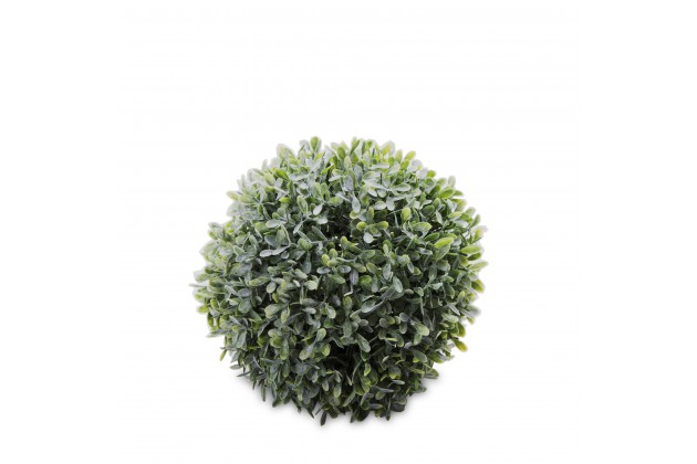 Pl Kula Bukszpanowa Iicz.