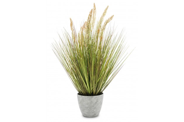 Roślina Dekoracyjna