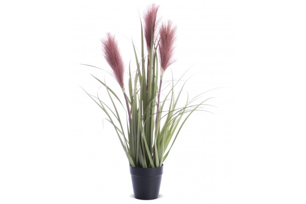 Roślina Dekoracyjna