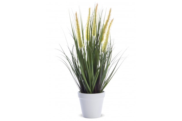 Roślina Dekoracyjna