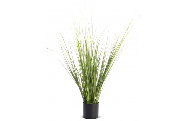 Roślina Dekoracyjna