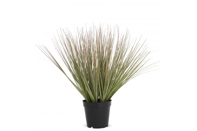 Roślina Dekoracyjna