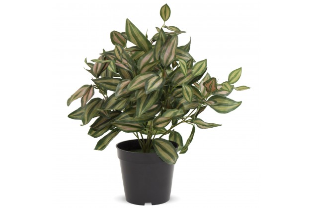 Roślina Dekoracyjna