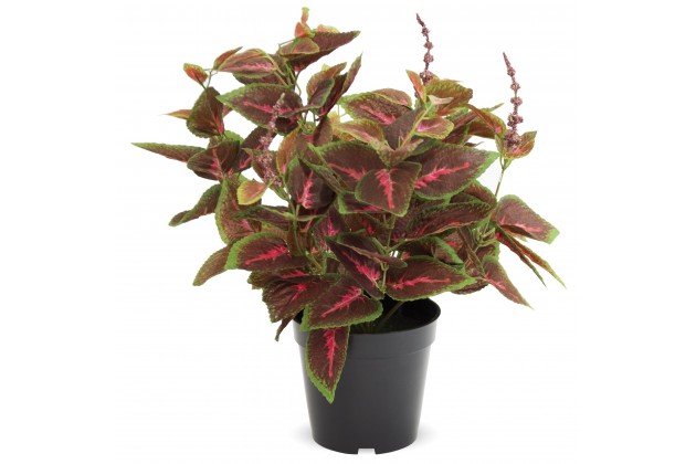 Roślina Dekoracyjna