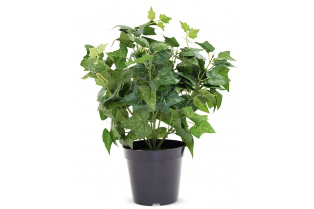 Roślina Dekoracyjna