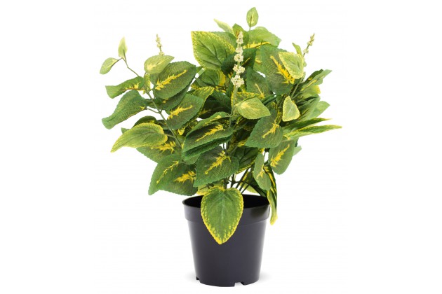 Roślina Dekoracyjna