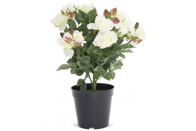 Roślina Dekoracyjna