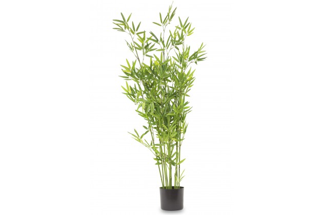 Roślina Dekoracyjna