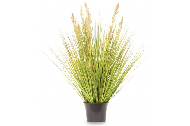 Roślina Dekoracyjna