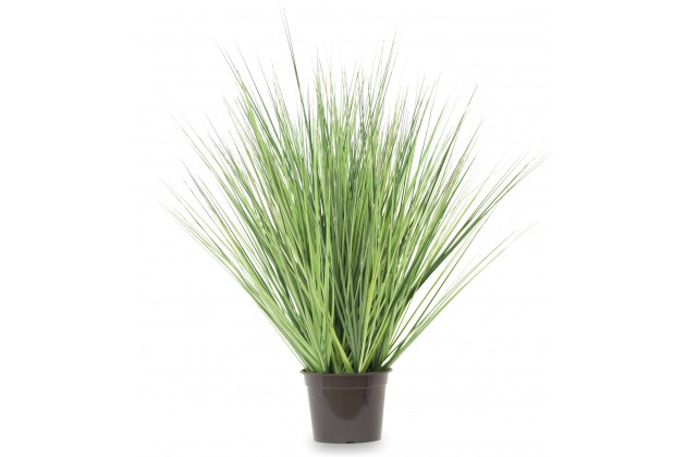 Roślina Dekoracyjna