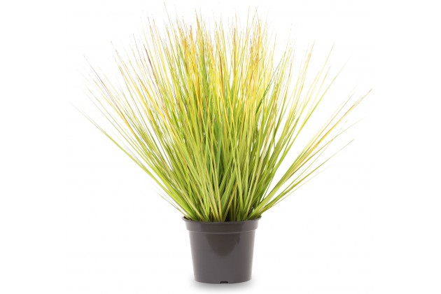 Roślina Dekoracyjna