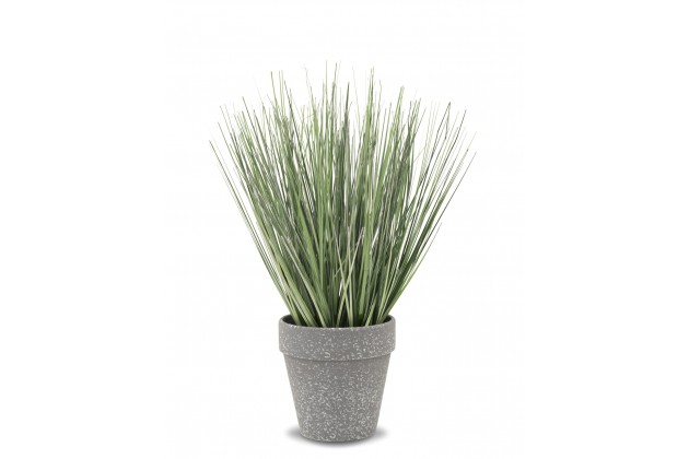 Roślina Dekoracyjna