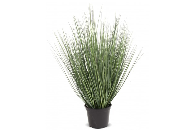 Roślina Dekoracyjna