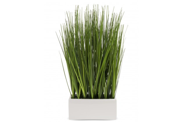 Roślina Dekoracyjna