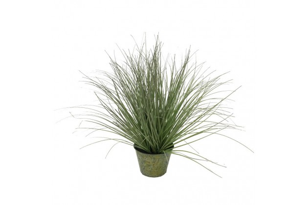 Roślina Dekoracyjna