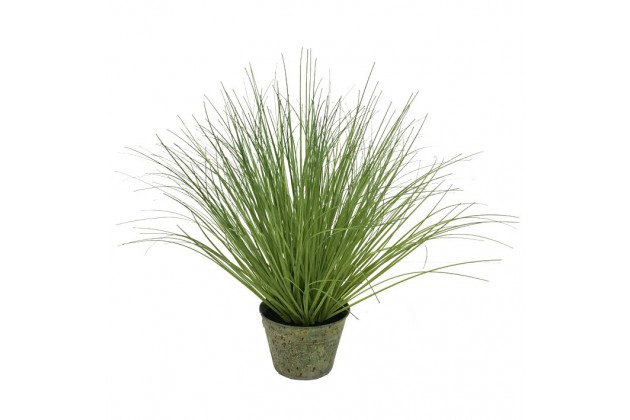 Roślina Dekoracyjna