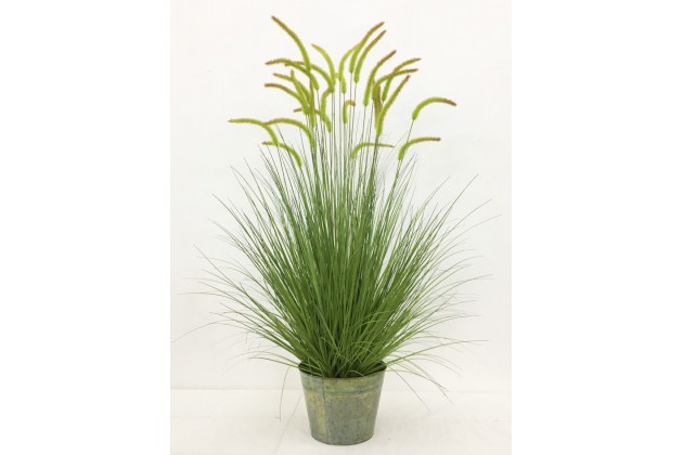 Roślina Dekoracyjna