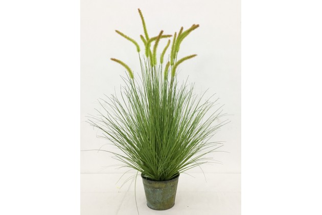 Roślina Dekoracyjna