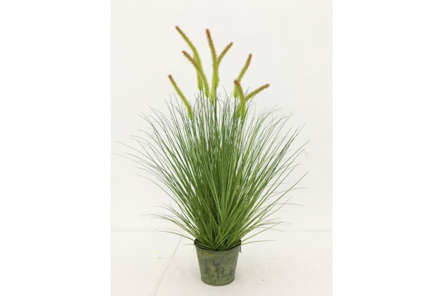 Roślina Dekoracyjna