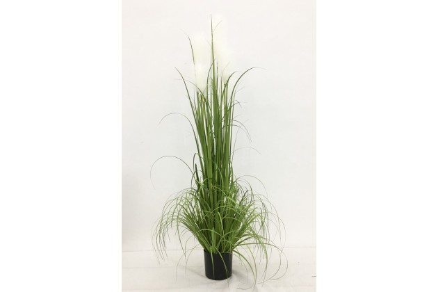 Roślina Dekoracyjna