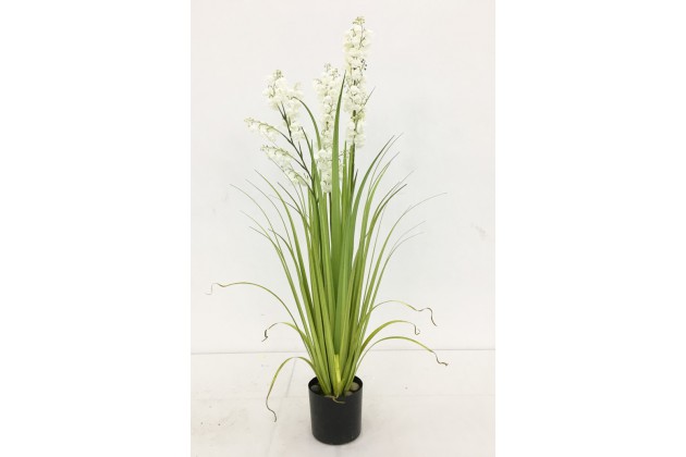 Roślina Dekoracyjna