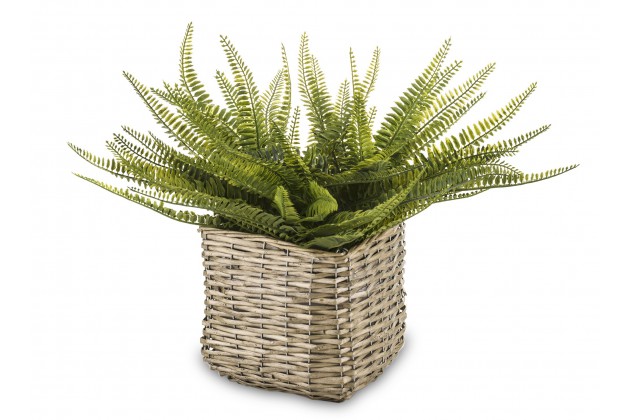 Roślina Dekoracyjna