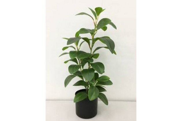 Roślina Dekoracyjna