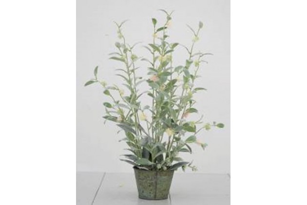 Roślina Dekoracyjna