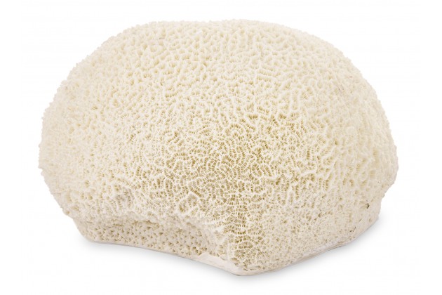 Art. Dekoracyjny Koralowiec