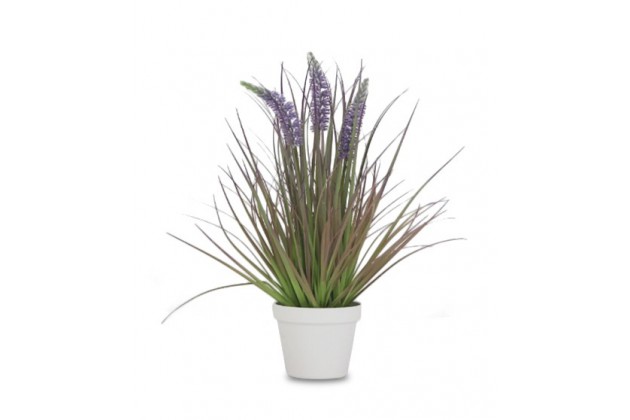 Roślina Dekoracyjna