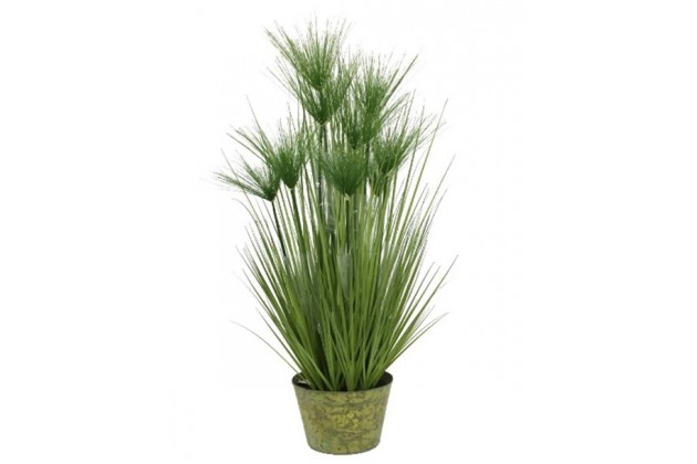 Roślina Dekoracyjna