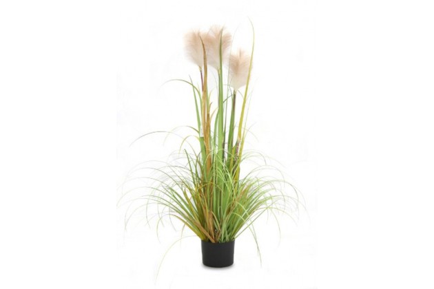 Roślina Dekoracyjna