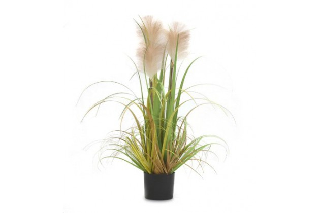 Roślina Dekoracyjna