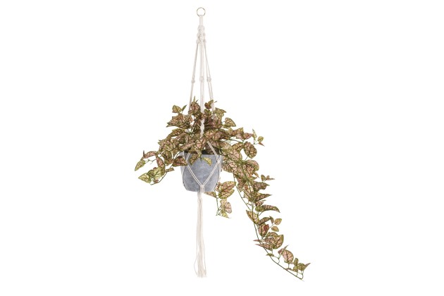 Roślina Dekoracyjna