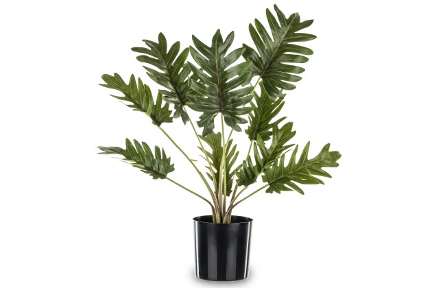 Roślina Dekoracyjna