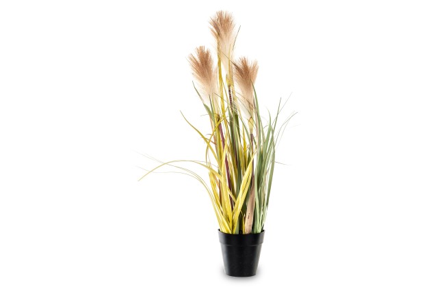 Roślina Dekoracyjna