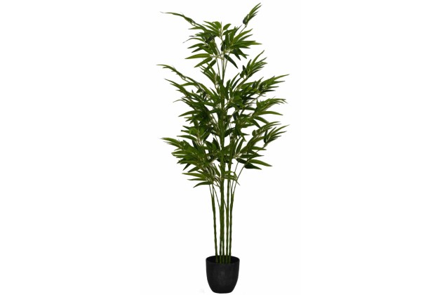 Roślina Dekoracyjna