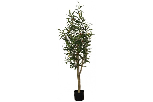 Roślina Dekoracyjna