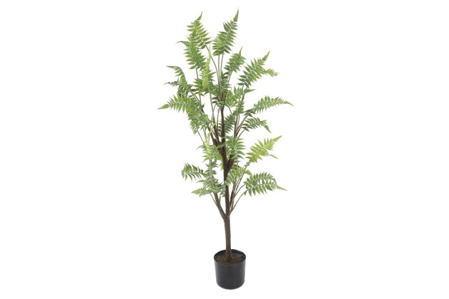 Roślina Dekoracyjna