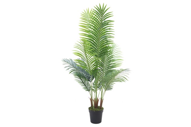 Roślina Dekoracyjna