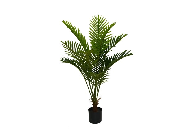 Roślina Dekoracyjna