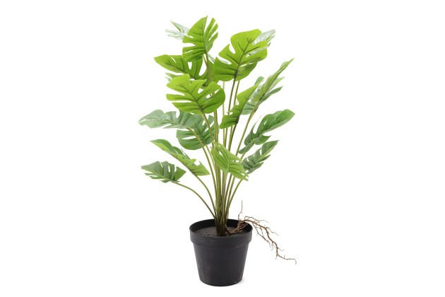 Roślina Dekoracyjna