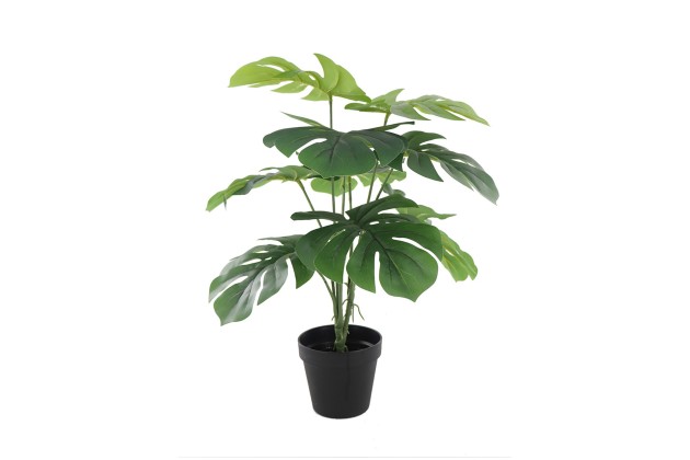 Roślina Dekoracyjna