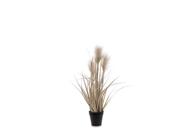 Roślina Dekoracyjna