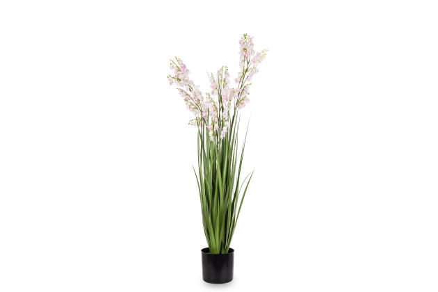 Roślina Dekoracyjna