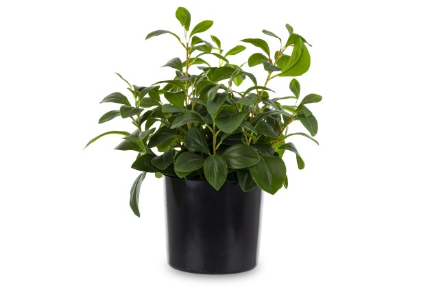 Roślina Dekoracyjna