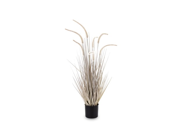 Roślina Dekoracyjna